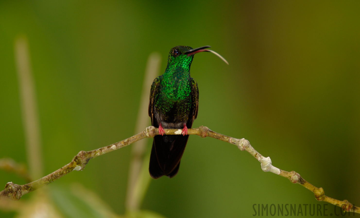 Chalybura urochrysia [550 mm, 1/60 Sek. bei f / 5.6, ISO 100]